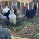 홍성청계닭농장 이미지