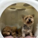 동물보육원 김포지부 이미지