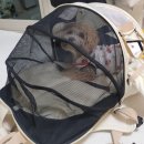 이동-8 | [어답트미 쉽고백팩L]강아지 이동가방 8개월 찐 후기