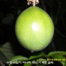 수정-128 이미지