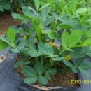 갈매기농장 이미지