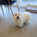 까까펫살롱 이미지