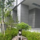 씽크독스쿨 이미지