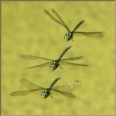 잠자리(Dragonfly)