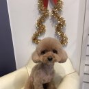 애견샵 컬리독 이미지