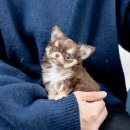 세종의 아침 태권도(집현관) | 대전 둔산동 치와와분양 후기, 세종 신도시에서도 통했다