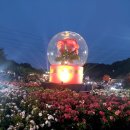 알리바바거창점 | [울산 가볼만한곳] 낮과는 또 다른매력! 밤에 더 낭만적인 울산대공원 장미축제, 가족들과 야간 산책...