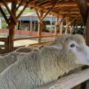 인제목장 이미지