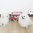 구루맘마 네이버블로그
