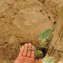 손지농장 이미지