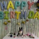 멍삼이네 | [청주애견카페/용암동애견카페] 멍삼이네 루프탑 방문 후기