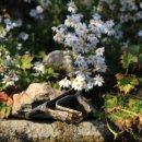 구사샘물 이미지