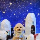 오늘 더 예쁘개 | 부천애견미용, 스트레스까지 세심하게 생각한 비숑 미용 후기 🐶