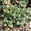 광대목장 이미지