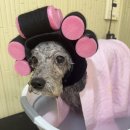 남현댕 애견미용 이미지