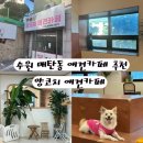 양코치 애견카페 이미지