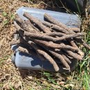 솔숲농원 이미지