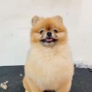 온리 펫살롱 이미지