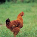 초원축산 이미지