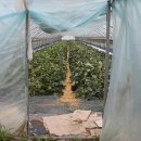 김순영 농장 이미지