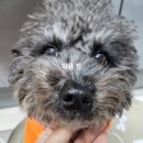 버블펫 | [일산애견미용] 버블펫 세심한 손길로 반려견이 편안해하는 일산애견미용실 추천