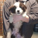 으뜸반려견유치원 이미지