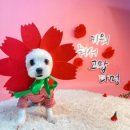 제주네 애견유치원 이미지