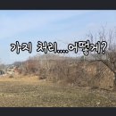 농기계임대사업소 북부분소 | 방치된 과수 전지 후 가지 처리, 농기계 임대센터 파쇄기 대여 과정