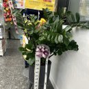 화성스마일약국 이미지