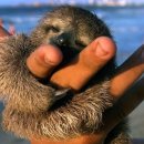 나무늘보 이미지