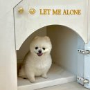 엘시아 애견풀빌라 | [남해/애견동반] 엘시아애견풀빌라