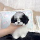 행운켄넬 이미지