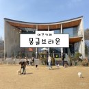 [의정부 남양주 별내 애견카페] 몽글브라운 후기 🐶 (애견운동장 포토존 주차)