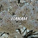 투썸플레이스 한강미사아이에스비즈타워점 | 하남미사경정공원 조정경기장 벚꽃 겹벚꽃 개화시기 주차 꿀팁