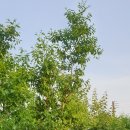 왕산1리 이미지