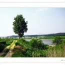 미루나무풍경 이미지