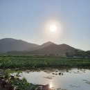 연근농장 이미지