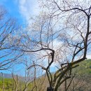 들에핀 매화 이미지