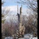 고목나무 이미지