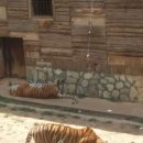 운남 야생동물원,운남여행의 마지막 날(2016.5.7) 이미지
