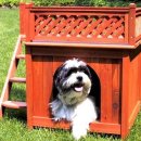 CAFE THE DOG 이미지