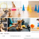 이음펫 유치원 네이버블로그