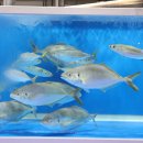 믿음명가 이미지