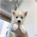 강아지분양 애견분양 퍼피플라워 중랑점 이미지