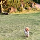 텐빌멍하우스 | [여수/화양면] 여수 애견호텔 추천 "텐빌멍하우스" 내돈내산 후기