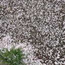 스피드메이트7호광장점 이미지