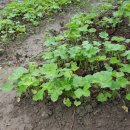 방우농장 이미지