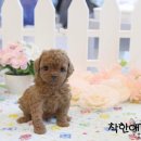 착한애견분양강아지 수원광교본점 이미지