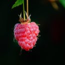 산딸기 - 김해시 번화1로68번길 19 | 산딸기