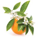 선하사 | 아쿠아 디 포지타노 Acqua di Positano